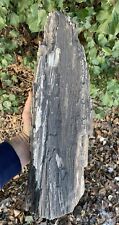 ☘️RR⛏️: Rough Detailed Solid  Arizona Petrified Wood Log W/smoky, 19” picture