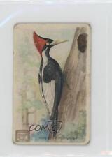 1918 Arm & Hammer Useful Birds of America Series 2 Ivory-billed Woodpecker 0l4h picture