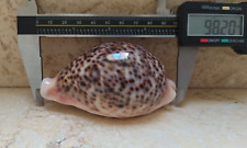 F cypraea pantherina rare size HUGE 98.2 mm F++++ F+++ specimen red sea panther picture