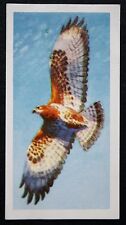 COMMON BUZZARD    Vintage 1950's Illustrated Card  DD15M picture
