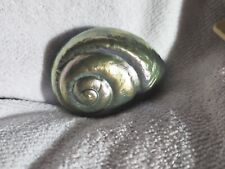 Nautilus Shell Paperweight Luster Iridescent Silver 2.5 Inches picture