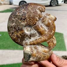 380G Rare Natural Tentacle Ammonite FossilSpecimen Shell Healing Madagascar picture