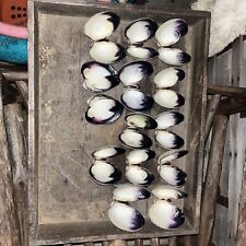 Bakers Dozen Of The Vineyards Finest Wampum Shell Matching Quahog Shell Sets picture