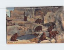 Postcard Bear Pit Chicago Zoological Park Brookfield Illinois USA picture