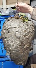 Huge Bald Face Hornets Nest 16-17” tall X 35”girth picture