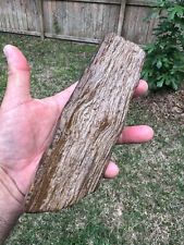 Texas Live Oak Petrified Wood 7x3x2 Agatized Stone Tree Branch Ideal Cut Polish picture