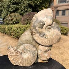 4.73LB  Large Natural Beautiful ammonite fossil conch Crystal specimen Healing picture