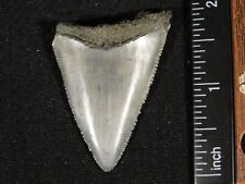 ANCESTRAL Great White SHARK Tooth Fossil SERRATED 100% Natural 10.9gr picture