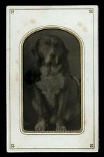 Original 1870s / 1880s Tintype Photo of Sitting Dog picture