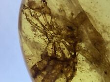 Perfect Huge Spider, Prehistoric Arachnid Fossil In Genuine Burmite Amber, 98myo picture
