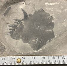 Eurypterid fossil - large pterygotid jaw / coxa - Silurian - Fiddlers Green, NY picture