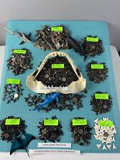 150 Piece Shark Teeth / Fossil Starter Kit From Venice Florida picture