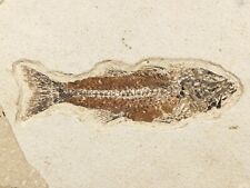 RARE Mioplosus FISH Fossil 50 Million Years Old W/ Stand Wyoming 864gr picture