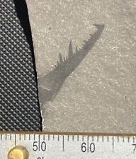 Eurypterid fossil - Acutiramus claw - Silurian - Fiddlers Green, Herkimer, NY picture