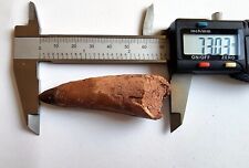 Large Spinosaur Dinosaur Tooth Real Fossil 73mm picture