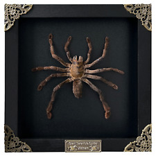 Real Framed Spider Tarantula Insect Bug Taxidermy Black Shadow Box Gothic Decor picture