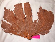 Large Natural Sea Fan - Burnt Orange - Soft Coral- Ethically Collected In Bahama picture