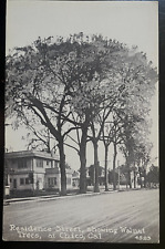 Vintage Postcard 1907-1915 Walnut Trees, Chico, California (CA) picture