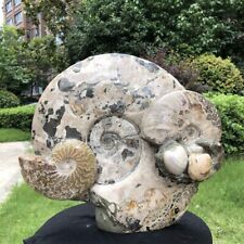 10.8KG TOP Natural Beautiful ammonite fossil conch Crystal specimen healing 1561 picture