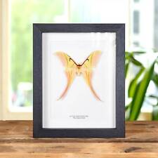 Rarely Seen Pink Spirit Taxidermy Moth Frame (Actias rhodopneuma) picture