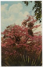 Vintage El Salvador's National Tree Chrome Unposted Postcard picture