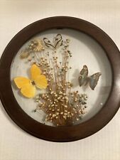Vintage Dried Flower Real Butterfly Oval Wood Framed  Taxidermy Wall Art picture