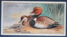 RED-CRESTED POCHARD  Pair   Vintage 1920's Colour Card  CD20M picture