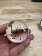 Scorpion Paperweight Bug Collector Science Guy Clear Glass Unique GIFT 🦂🦇 picture