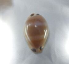 Cypraea Luria Lurida Oceanica F+++ 31mm Sea shell  Cowrie Subspecies  picture