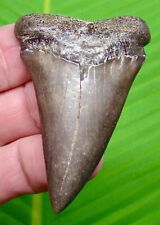 MAKO SHARK TOOTH - 2 & 5/8 in.  - GREAT WHITE Lineage. picture