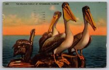 eStampsNet - Pelican Family St. Petersburg Florida 1950 Postcard  picture