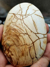 Natural prehistoric Jurassic Clam Fossils From Madagascar picture