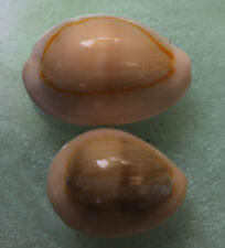 cypreae annulus set caloused 25 30mm caught in siargao isalndEP July 300 2022    picture
