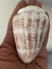 Massive Heavy Rare Conus Arenatus 85mm From Egypt Red Sea With Very Clear Dots. picture