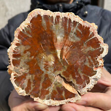 320g Natural Beautiful polished Arizona petrified wood rough mineral specimen picture
