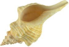 Jumbo Large Horse Conch Decorative Shell Seashell 12-14