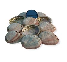 Red Abalone Sea Shell One Side Polished Beach Craft 2-3
