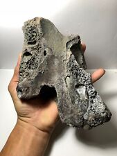 Pliocene Hexaprotodon sp Fossil Jaw Amazing Very Rare Genuine picture