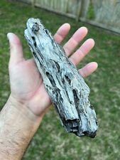 Texas Petrified Oak Wood 9x3x2 Beautiful Highly Agatized Knotted Tree Branch picture
