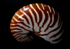 Chamber Nautilus pompilius 114 mm F++ GREAT ZEBRA  lip is intact all natural  picture