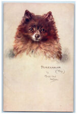 Postcard Toy Pomeranian Maud West Watson c1910 Unposted Oilette Tuck Dogs picture