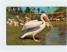 Postcard Pelican Pete Huge White Pelican Bird Busch Gardens Tampa Florida USA picture