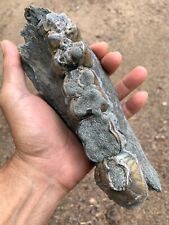 Ultra rare Quality  Hexaprotodon sp Right Lower Jaw Colorful Amazing / pliocene picture