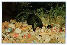 c1950's Black Bear Scene Garbage Central Adirondacks New York NY Postcard picture