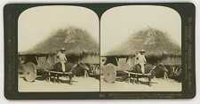 Philippines ~ WATER BUFFALO CARABAO CART ~ Stereoview 3590 wph86 picture