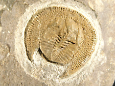 Very RARE 100% Natural Declivolithus Trilobite Fossil Morocco 415gr picture