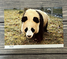 Vintage National Zoological Park Washington DC Panda Postcard  picture