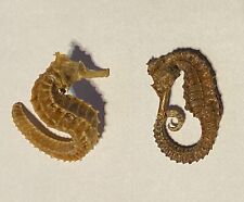 2x Vintage Dried Seahorse Hippocampus Erectus Skeleton Specimens picture