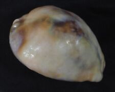 CYPRAEA STERCORARIA VERY SPECIAL picture