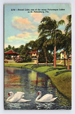 Linen Postcard St. Petersburg FL Florida Swans on Round Lake picture